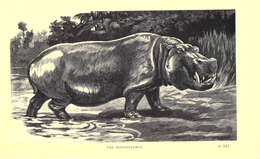 Image de Hippopotamus Linnaeus 1758