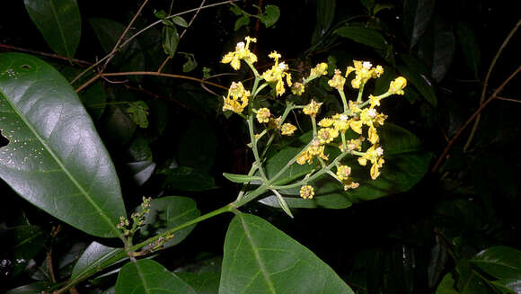 Image of Bunchosia acuminata F. H. Dobson