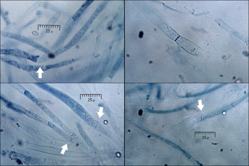 Image of Pluteus pouzarianus Singer 1983