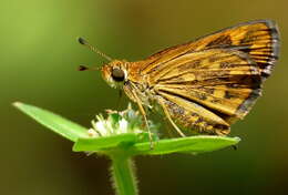 Image of Tamil grass dart