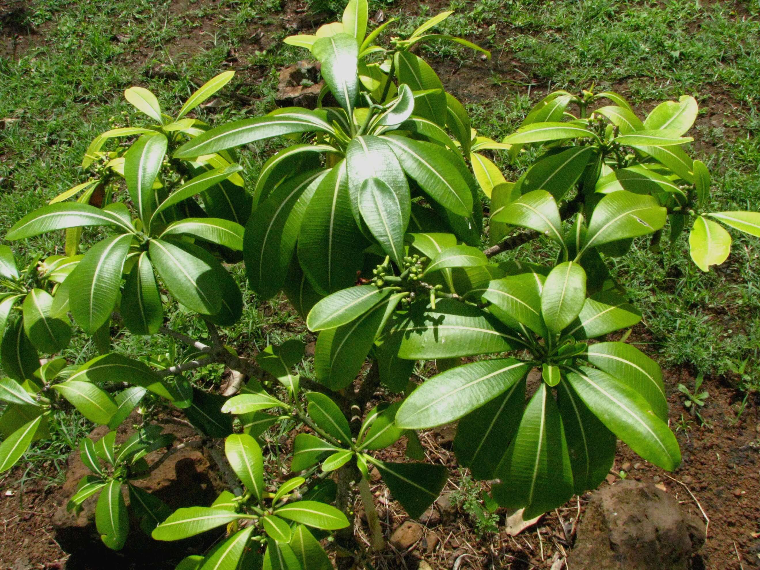 Image de Ochrosia kauaiensis H. St. John