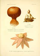 Imagem de Geastrum fornicatum (Huds.) Hook. 1821