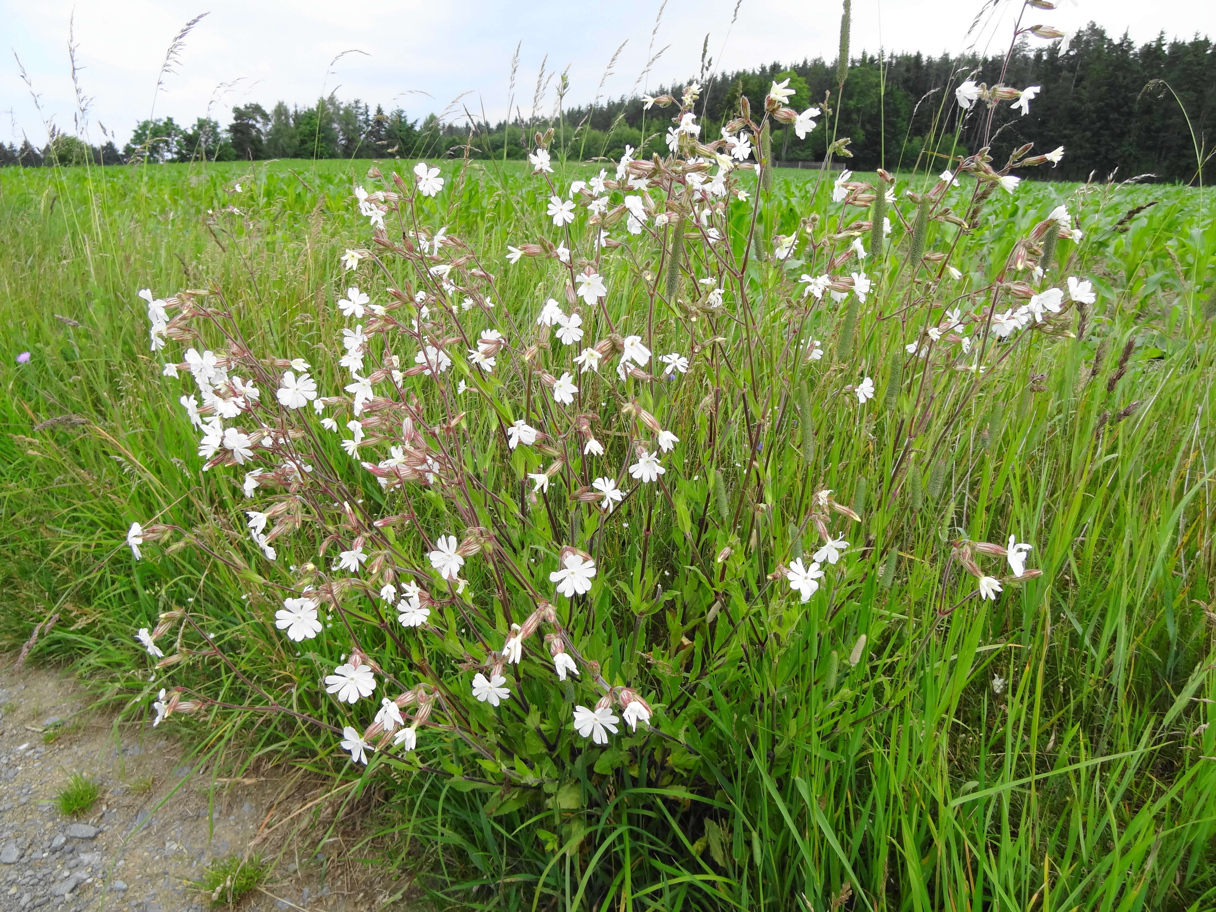 Слика од Silene latifolia subsp. alba (Miller) Greuter & Burdet