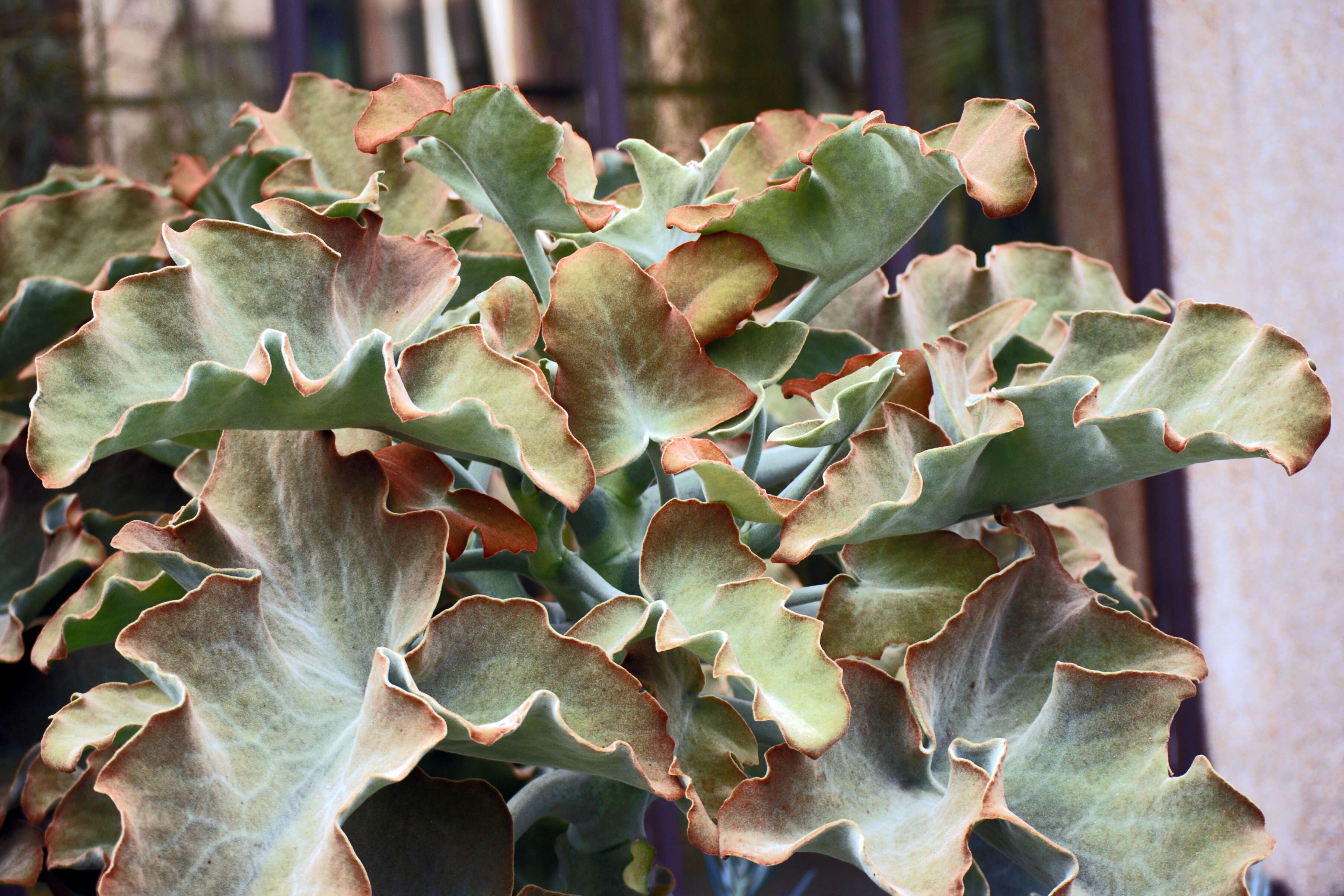 Image of Elephant's ear Kalanchoe