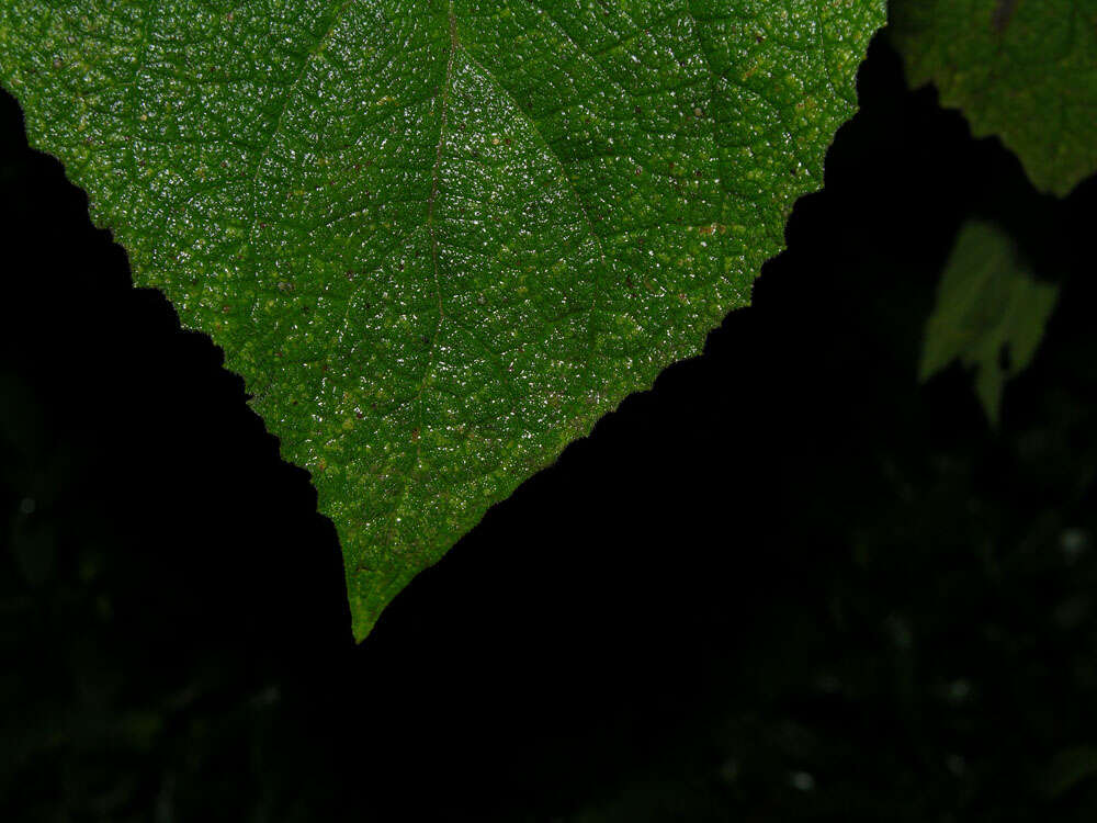 Image of Tropical-Lilac