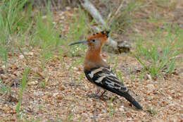 Image of hoopoes