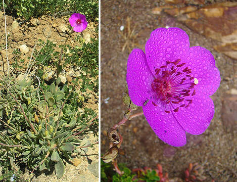 Image of Cistanthe grandiflora (Lindl.) Schltdl.