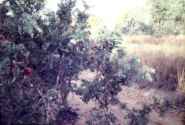 Image of Melaleuca nervosa (Lindley) Cheel