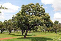 Image of Qualea grandiflora Mart.