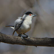 Image of Black-backed Puffback