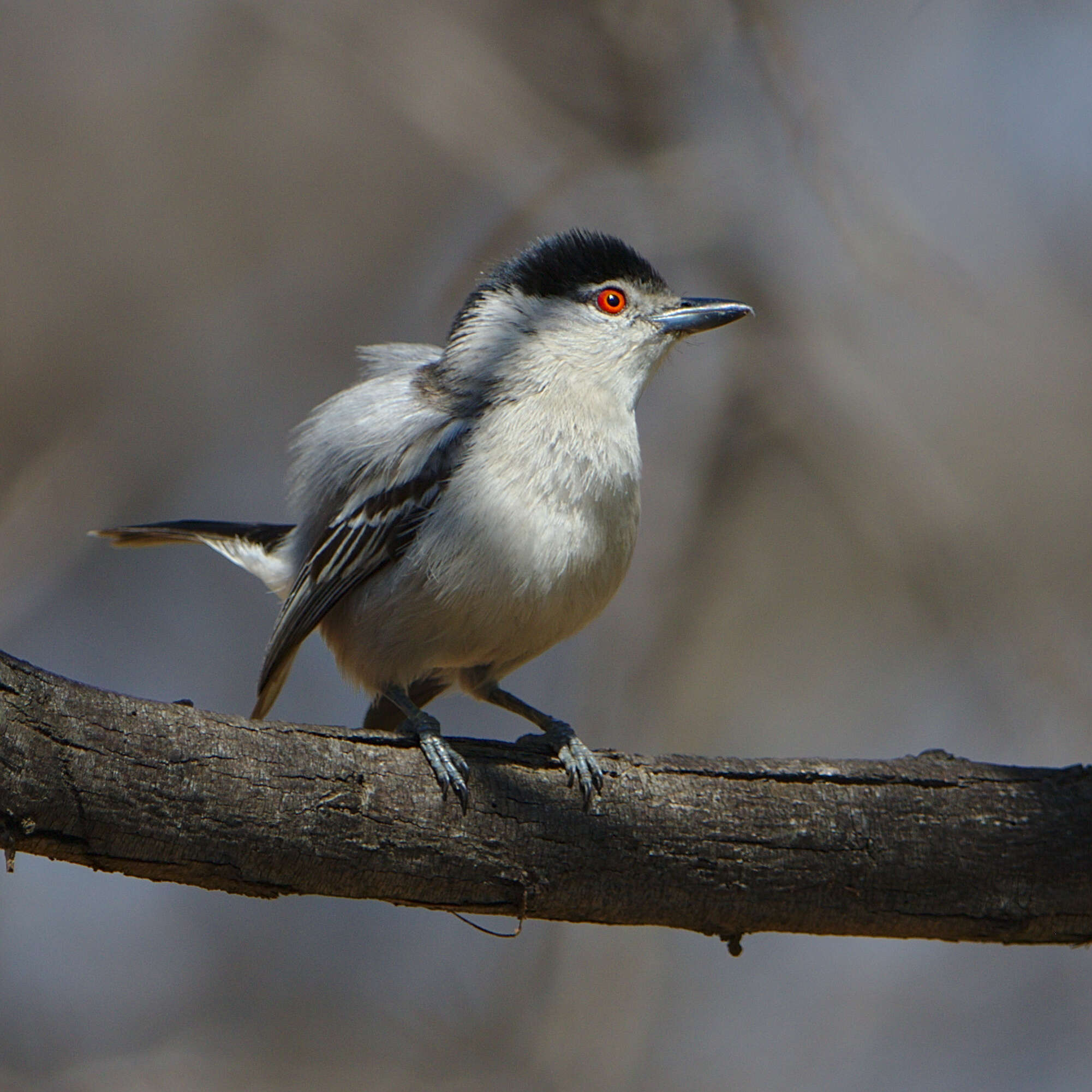 Image of Black-backed Puffback