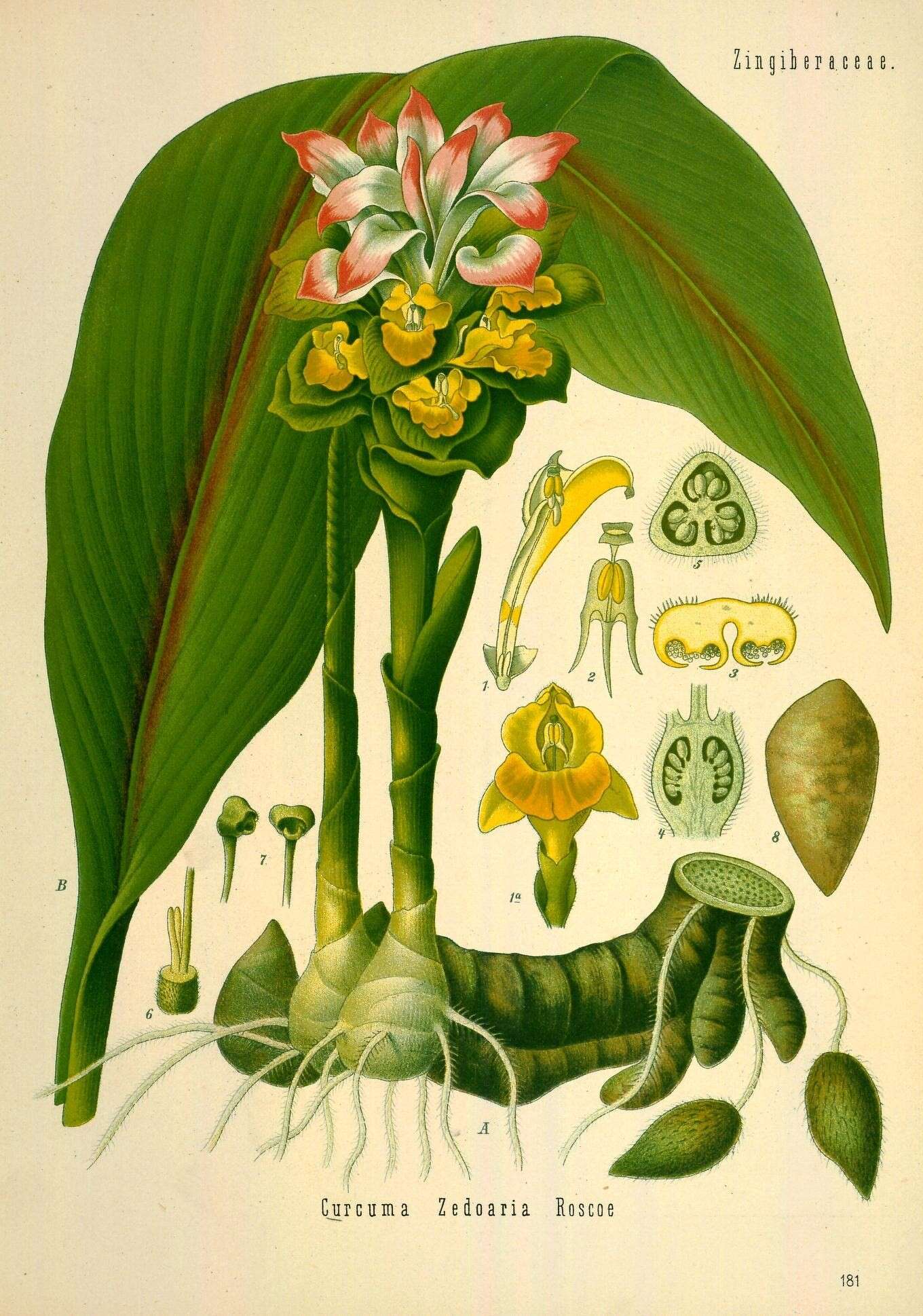 Image of curcuma