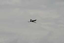 Image of Black-necked Stork