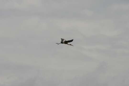 Image of Black-necked Stork