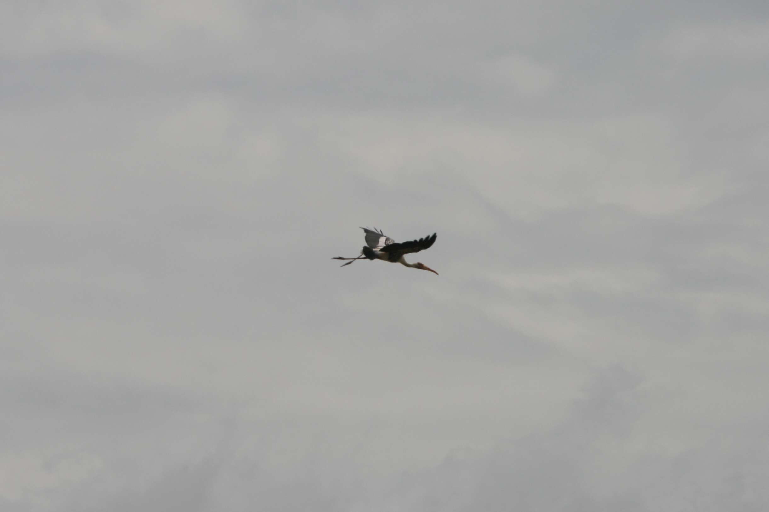 Image of Black-necked Stork