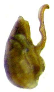 Image of Atheta (Philhygra) hygrotopora (Kraatz 1856)