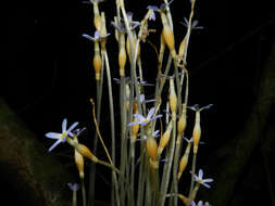 Image of ghostplant