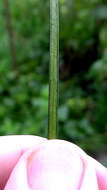 Image of Shoelace fern