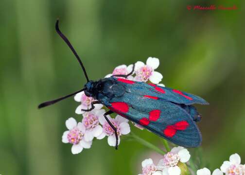 Image of six-spot burnet