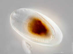 Image of Surirella elegans Ehrenberg