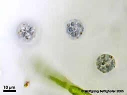 Image of Glaucosphaera vacuolata