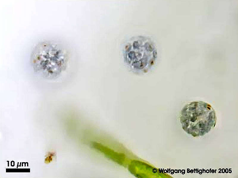 Image of Glaucosphaera vacuolata