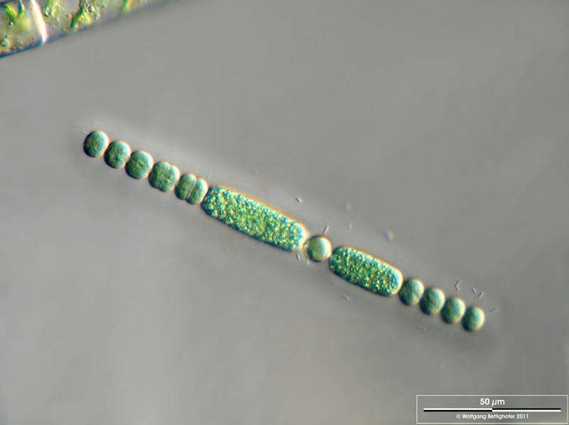 Image of Anabaena lapponica