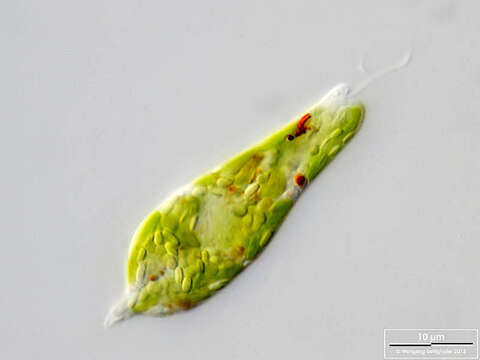 Image of Euglena gracilis