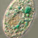 Image of Pseudomicrothorax dubius