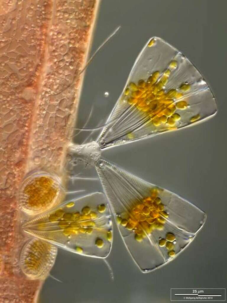 Image of Licmophora juergensii