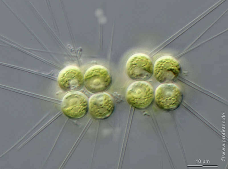 Image of Micractinium pusillum