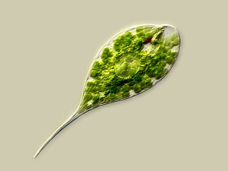 Image of Phacus elegans Pochmann 1942