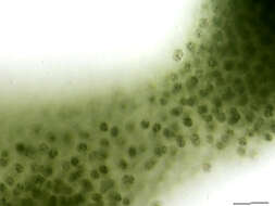 Image of Microcystis aeruginosa