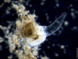 Imagem de <i>Ephydatia fluviatilis</i>