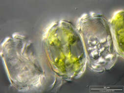 Image of Desmidium grevillei