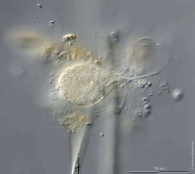 Image of Edaphoallogromia australica Meisterfeld, Holzmann & Pawlowski 2001