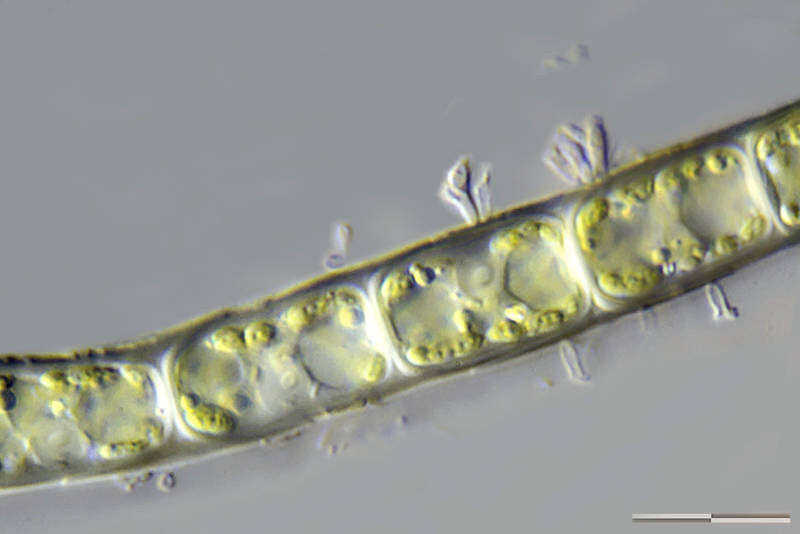 Image of Microspora tumidula Hazen 1902