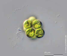 Image of Coelastrum microporum