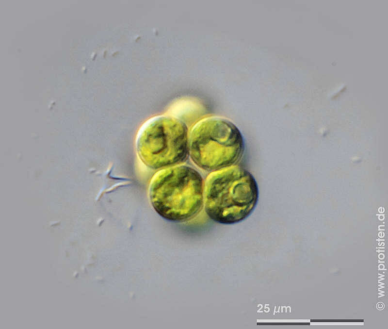 Image of Coelastrum microporum