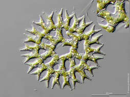 Image of Parapediastrum E. Hegewald 2005