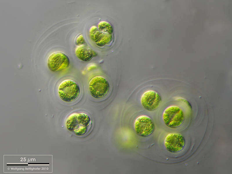 Image of Gloeocystis botryoides (Kützing) Nägeli