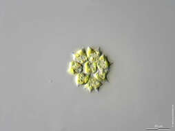 Image of Pediastrum braunii