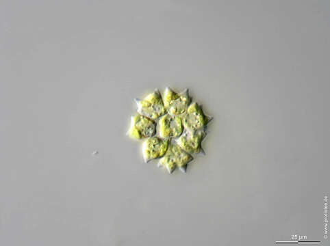 Image of Pediastrum braunii