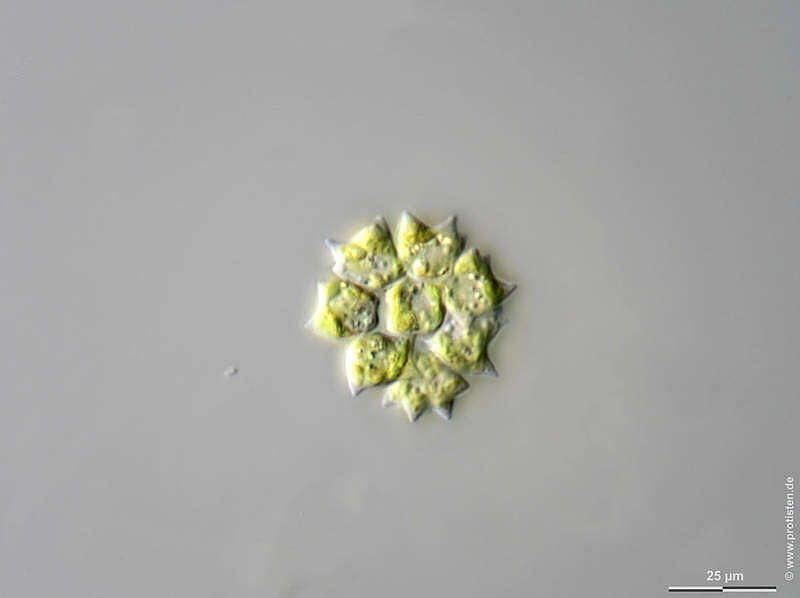 Image of Pediastrum braunii