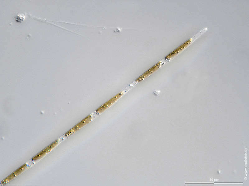 Image of Pseudo-nitzschia pungens