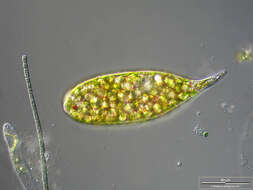 Image of Euglena sanguinea