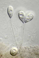 Image of Vorticella similis