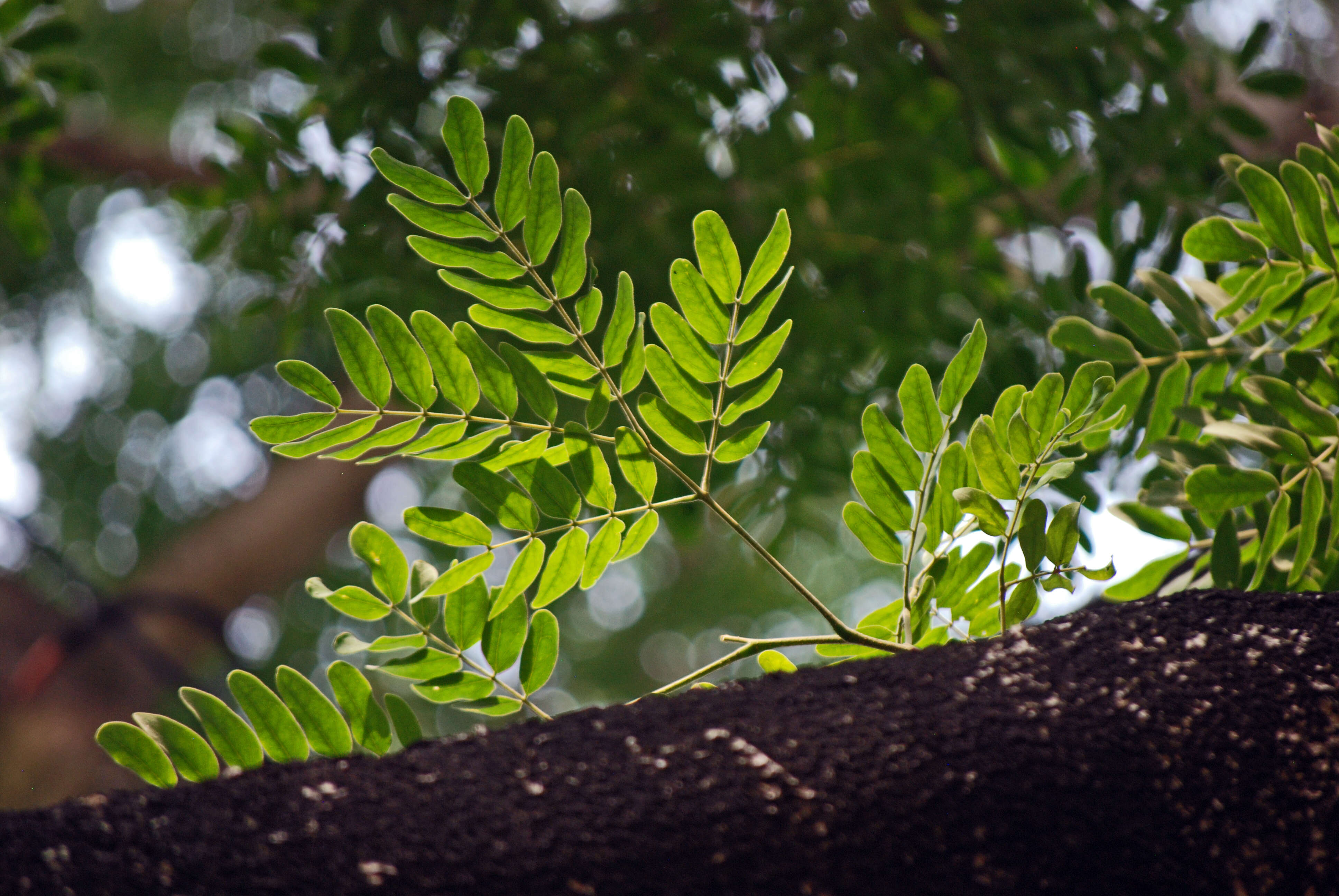 Image of albizia