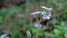 Image of wood forget-me-not