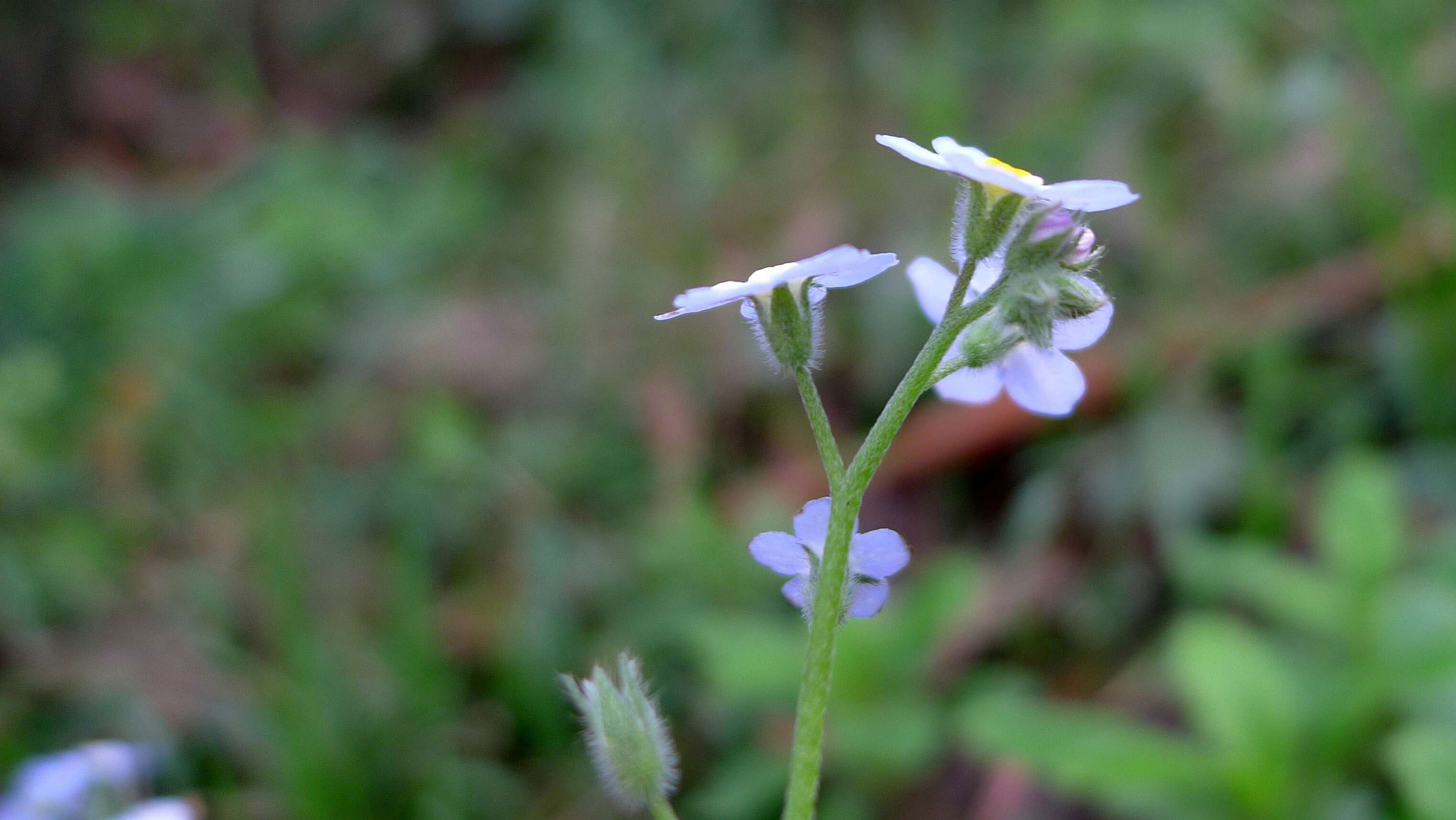 Image of forget-me-not